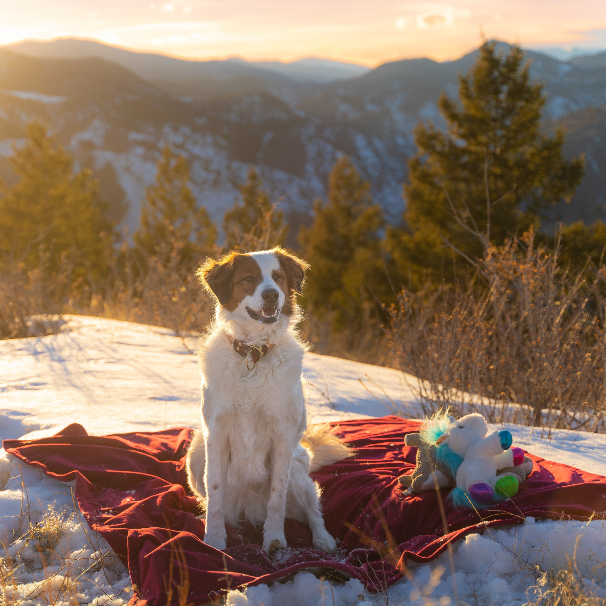Premium 100% Waterproof Blanket For Indoors & Outdoors - Full Size 65"x80"