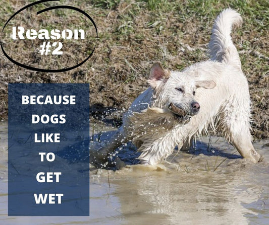 TOP 10 REASONS YOU NEED A WATERPROOF BLANKET - REASON #2 - BECAUSE DOGS LIKE TO GET WET