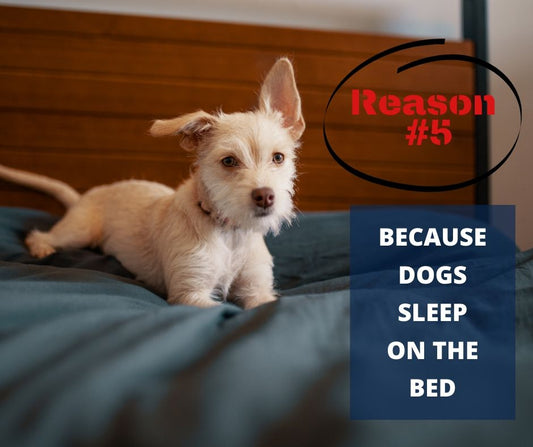 TOP 10 REASONS YOU NEED A WATERPROOF BLANKET - REASON #5 - BECAUSE DOGS SLEEP ON THE BED