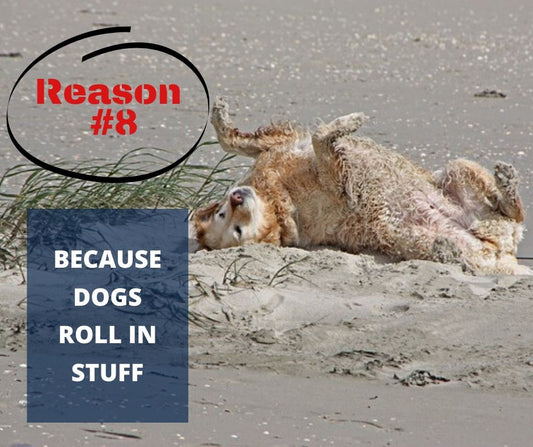 TOP 10 REASONS YOU NEED A WATERPROOF BLANKET - REASON #8 - BECAUSE DOGS ROLL IN STUFF