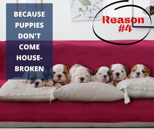 TOP 10 REASONS YOU NEED A WATERPROOF BLANKET - REASON #4 - BECAUSE PUPPIES DON'T COME HOUSEBROKEN